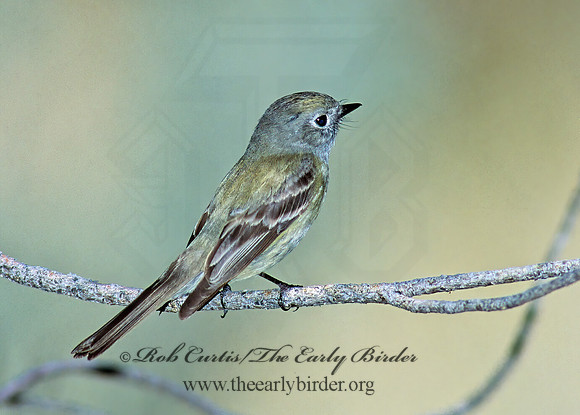 Empidonax hammonii  HAMMOND'S FLYCATCHER 110121z