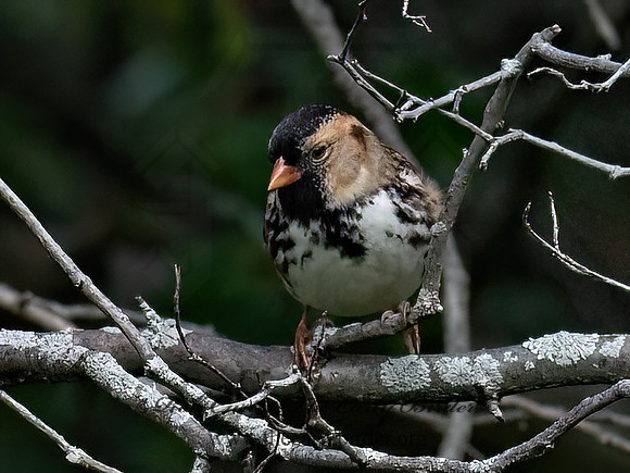 Zonotrichia querula HARRIS'S SPARROW 6041514z