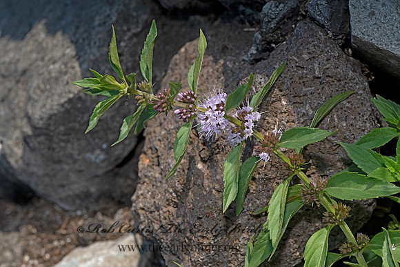 Mentha arvensis  WILD MINT 3024204-z
