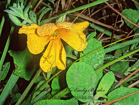 Oenothera  EVENING PRIMROSE 49513z