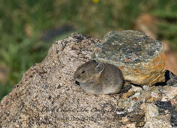 Ochotona princeps  AMERICAN PIKA 7010629z