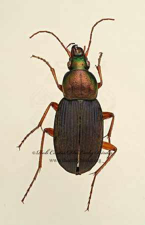 Anomoglossus emarginatus 9019418z