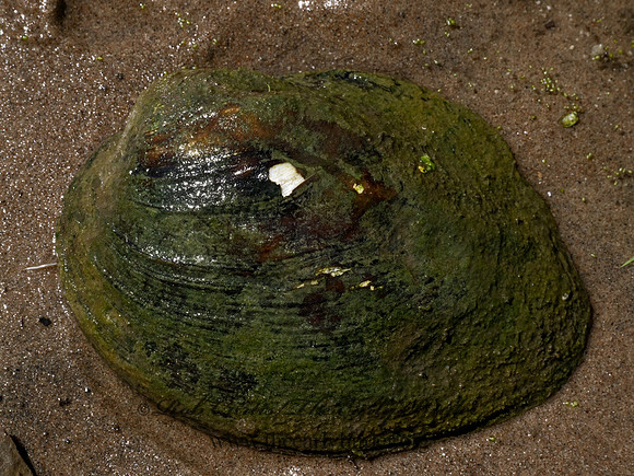 Amblema plicata 3-RIDGE MUSSEL 9082748z