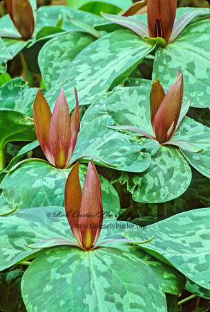 Trillium sessile  TOADSHADE 280119z