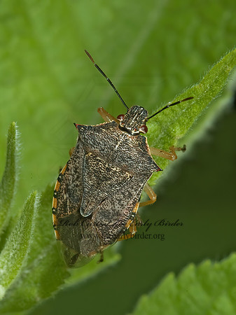 Podisus maculiventris 5009928z