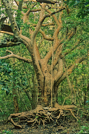 Bursera simaruba  GUMBO LIMBO TREE 2719z