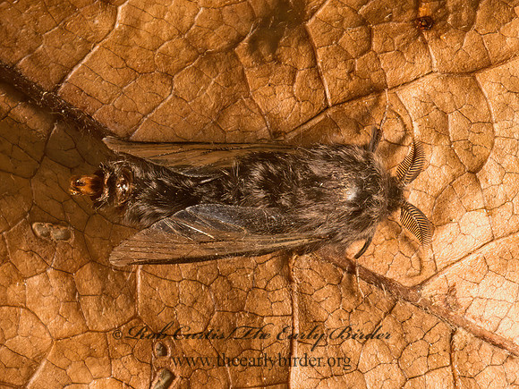 Thyridopteryx�ephemeraeformis  EVERGREEN BAGWORM MOTH 9050502z