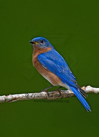 Sialia sialis  EASTERN BLUEBIRD 6003788z