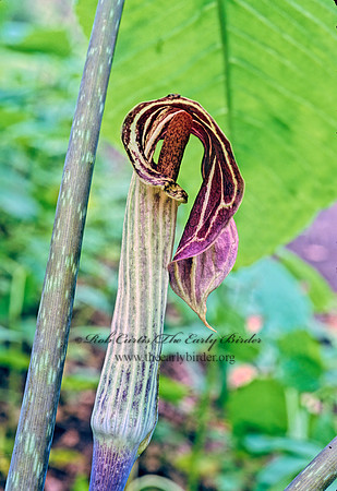 Arisaema triphyllum  JACK-IN-THE-PULPIT 150419z