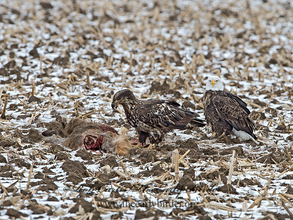 Haliaeetus leucocephalus  BALD EAGLE 9042485z