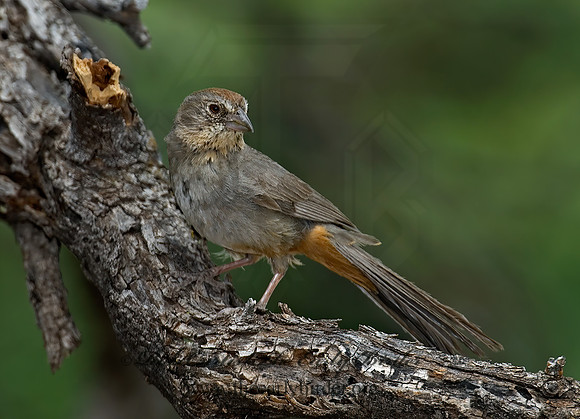 Melozone fusca  CANYON TOWHEE 7008115z