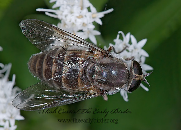 Stonemyia tranquilla  HORSE FLY 7014989z