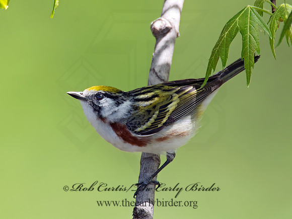 Setophaga pennsylvanica  CHESTNUT-SIDED WARBLER 9021862 z