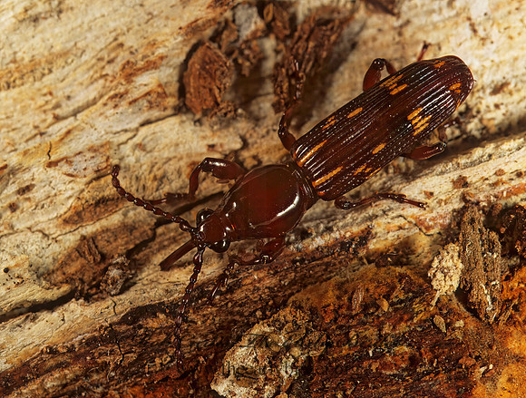 Arrhenodes minutus 1113535 Mz