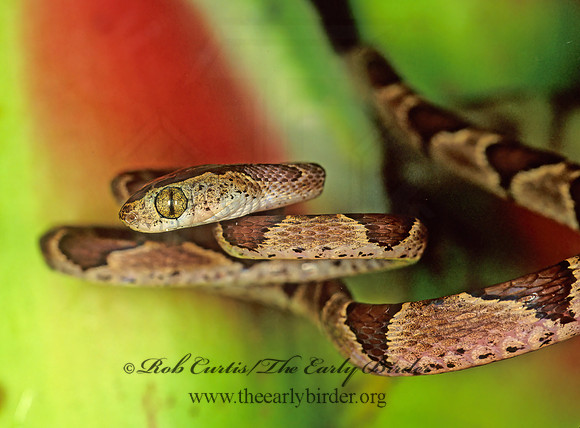Imantodes gemmistratus  VINE SNAKE 193635z