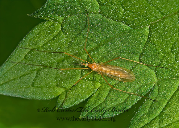 Atarba picticornis LIMONIID CRANE FLY