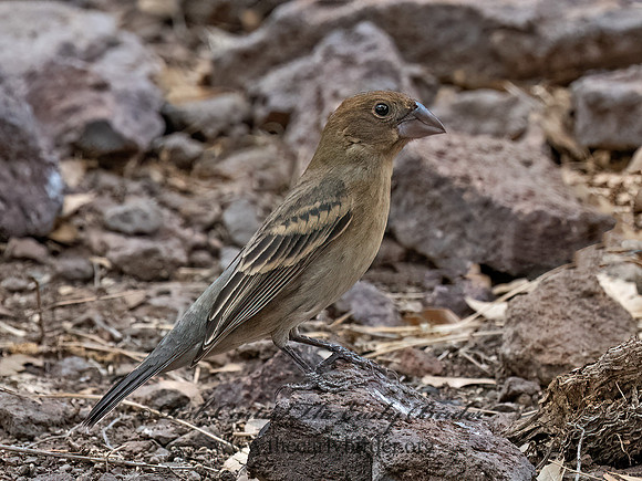 Guiraca caerulea  BLUE GROSBEAK 3037305z