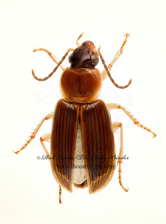 Stenolophus 9020600 z