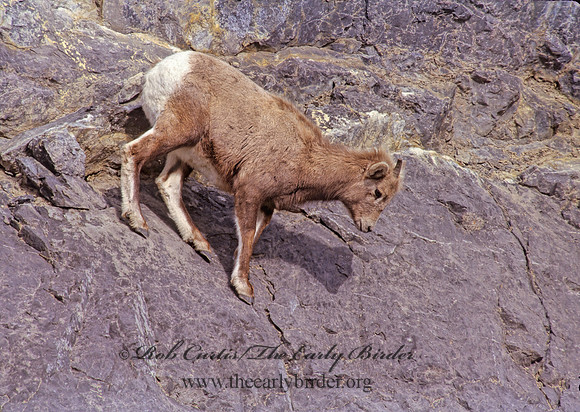 Ovis canadensis  BIGHORN SHEEP 223129z