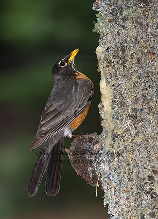 Turdus migratorius  AMERICAN ROBIN 6026936z