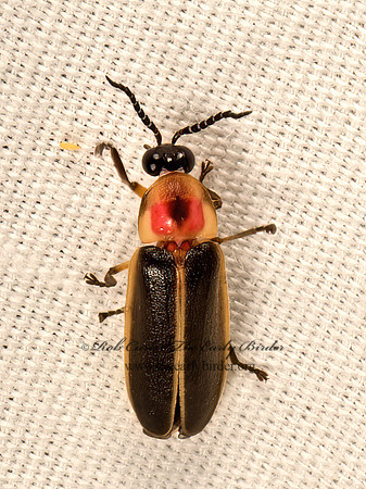 Photinus  FIREFLY 9051299z