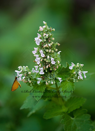 Nepeta cataria  CATNIP 8017045z