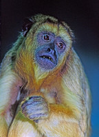 Alouatta caraya BLACK HOWLER MONKEY 83907z