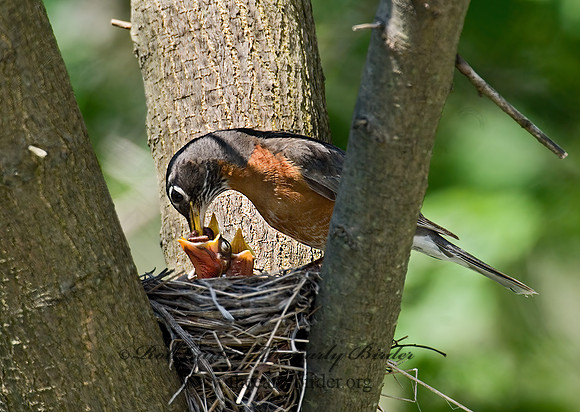 Turdus migratorius  AMERICAN ROBIN 6005437 IFz