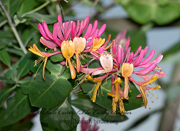 Lonicera heckrotti  GOLDFLAME HONEYSUCKLE 9012743z