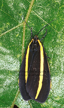 Josia gigantea PROMINENT MOTH 203118z
