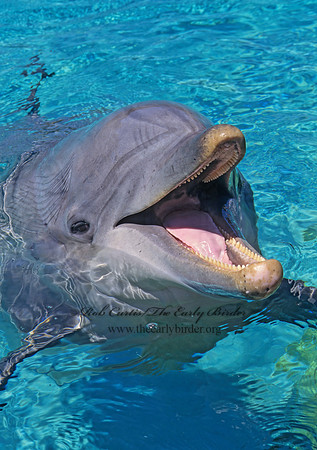 Tursiops truncatus  ATLANTIC BOTTLENOSE DOLPHIN 124731z