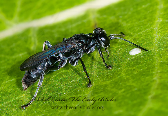 Lyroda subita 7015199z