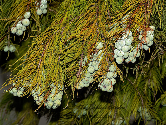Taxodium distichum  BALD CYPRESS 3025937-z
