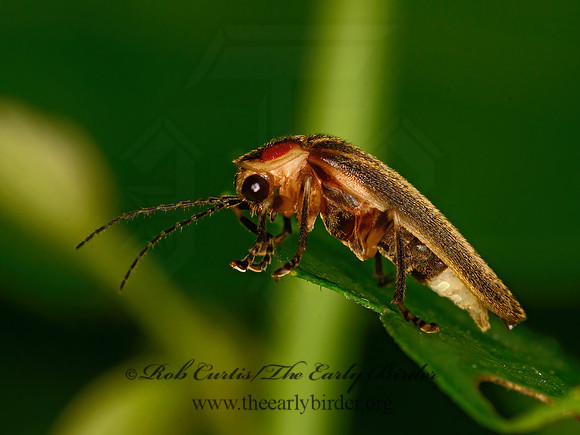 Photuris  FIREFLY 1304676z