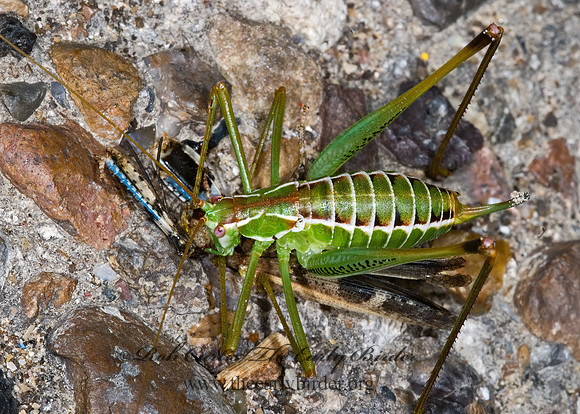 Dichopetala brevihastata  COMMON SHORT-WING KATYDID   6024294z