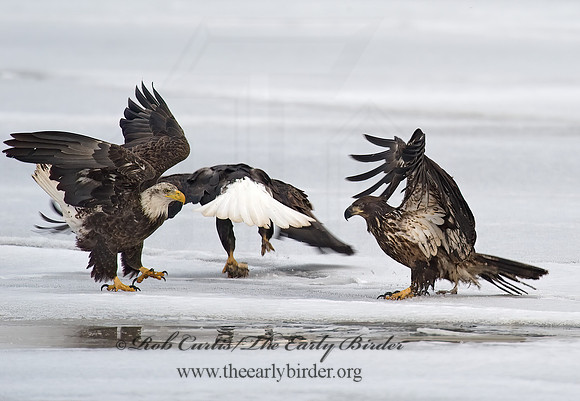 Haliaeetus leucocephalus  BALD EAGLE 8000621,"1"z
