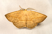 Eusarca confusaria CONFUSED EUSARCA 9048427z