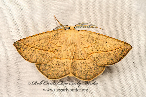 Eusarca confusaria  CONFUSED EUSARCA 9048427z