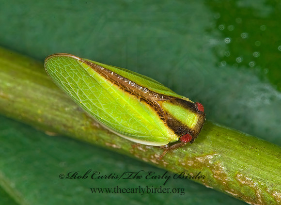 Acanalonia bivittata 6010759z