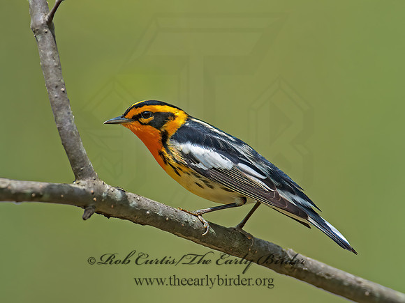 Setophaga fusca  BLACKBURNIAN WARBLER 8030952z