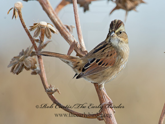Melospiza georgiana  SWAMP SPARROW 9015205z