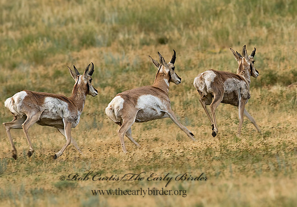 Antilocapra americana  PRONGHORN 7011619z