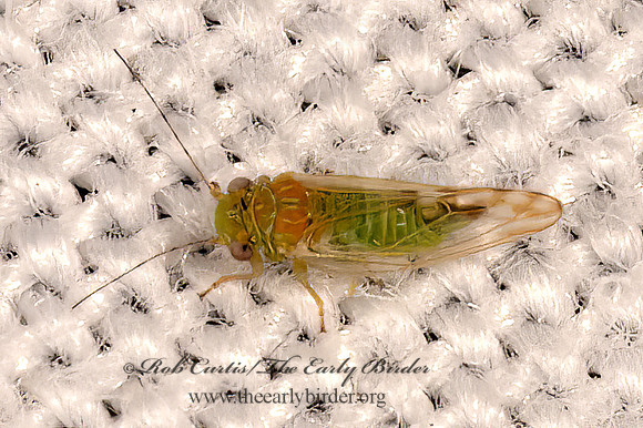 Heteropsylla texana  MESQUITE PSYLLID 3038051z