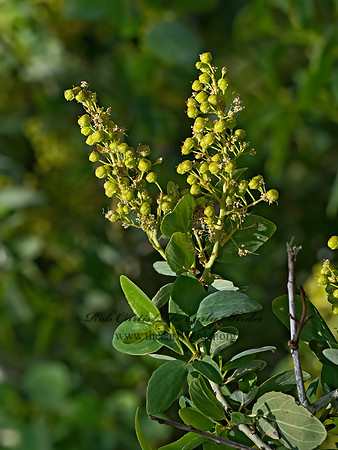 Ceanothus sp  CALIFORNIA LILAC 9058479z