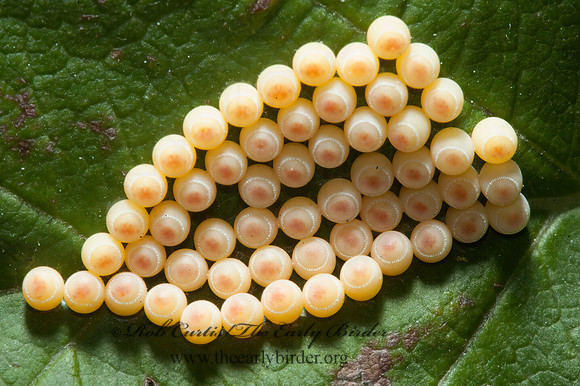 Penatatomidae  STINKBUG 5013552z