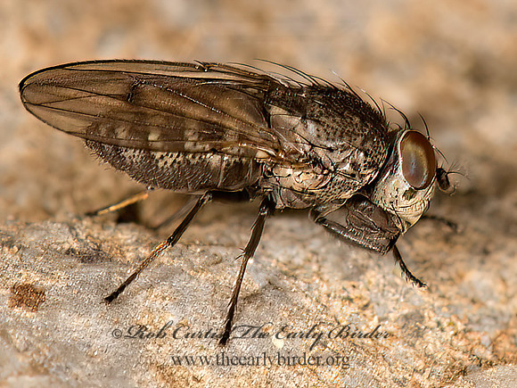 Paralimna~  SHORE FLY 9048902z