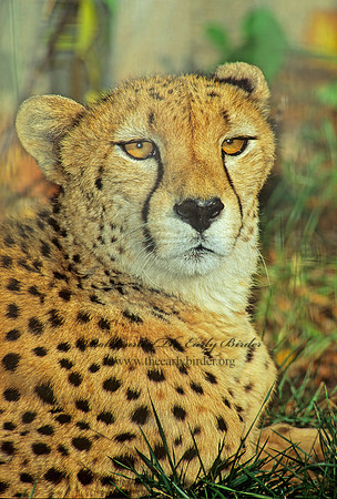 Acinonys jubatus  CHEETAH 118109z