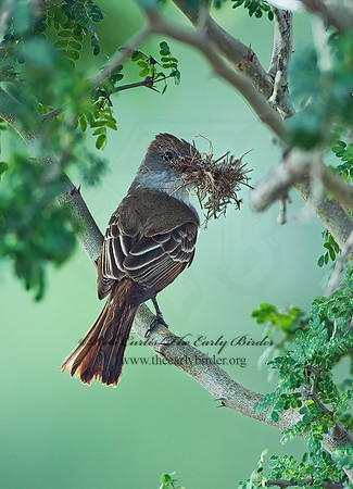 Myiarchus tyrannulus  BROWN-CRESTED FLYCATCHER 7006180z