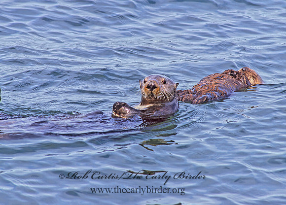 Enhydra lutris kenyoni  NORTHERN SEA OTTER 225429 z