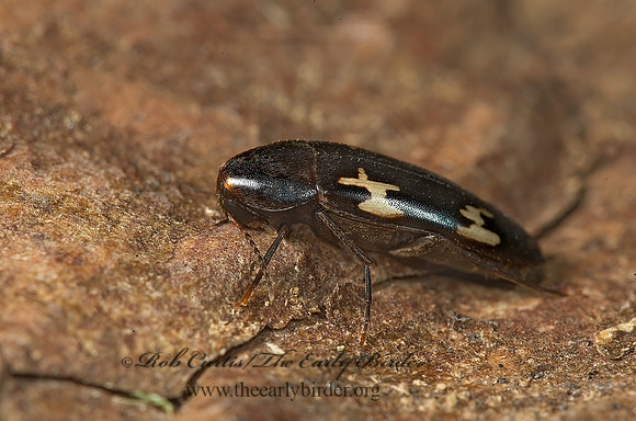 Dircaea liturata  MELANDRYID BEETLE 5010375z